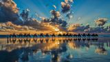 Cable Beach Camel Sunset 07 by steve4wdaus