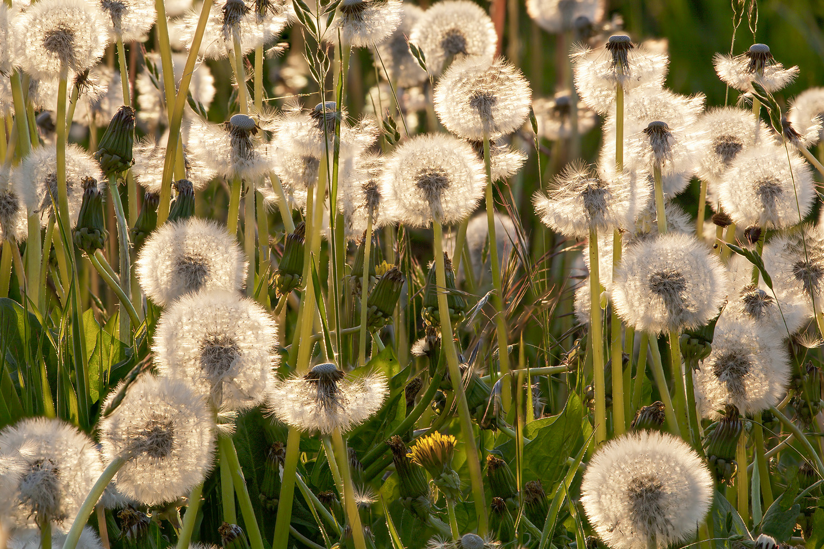 1757B-73B Pusteblumen Löwenzahn im Gegenlicht HF