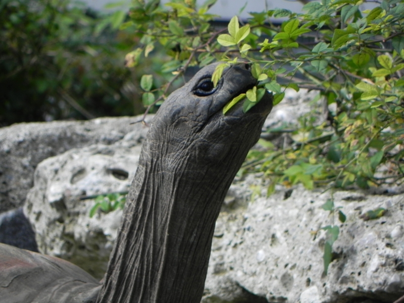 Old Lady beim Futtern von Renate Erhart 