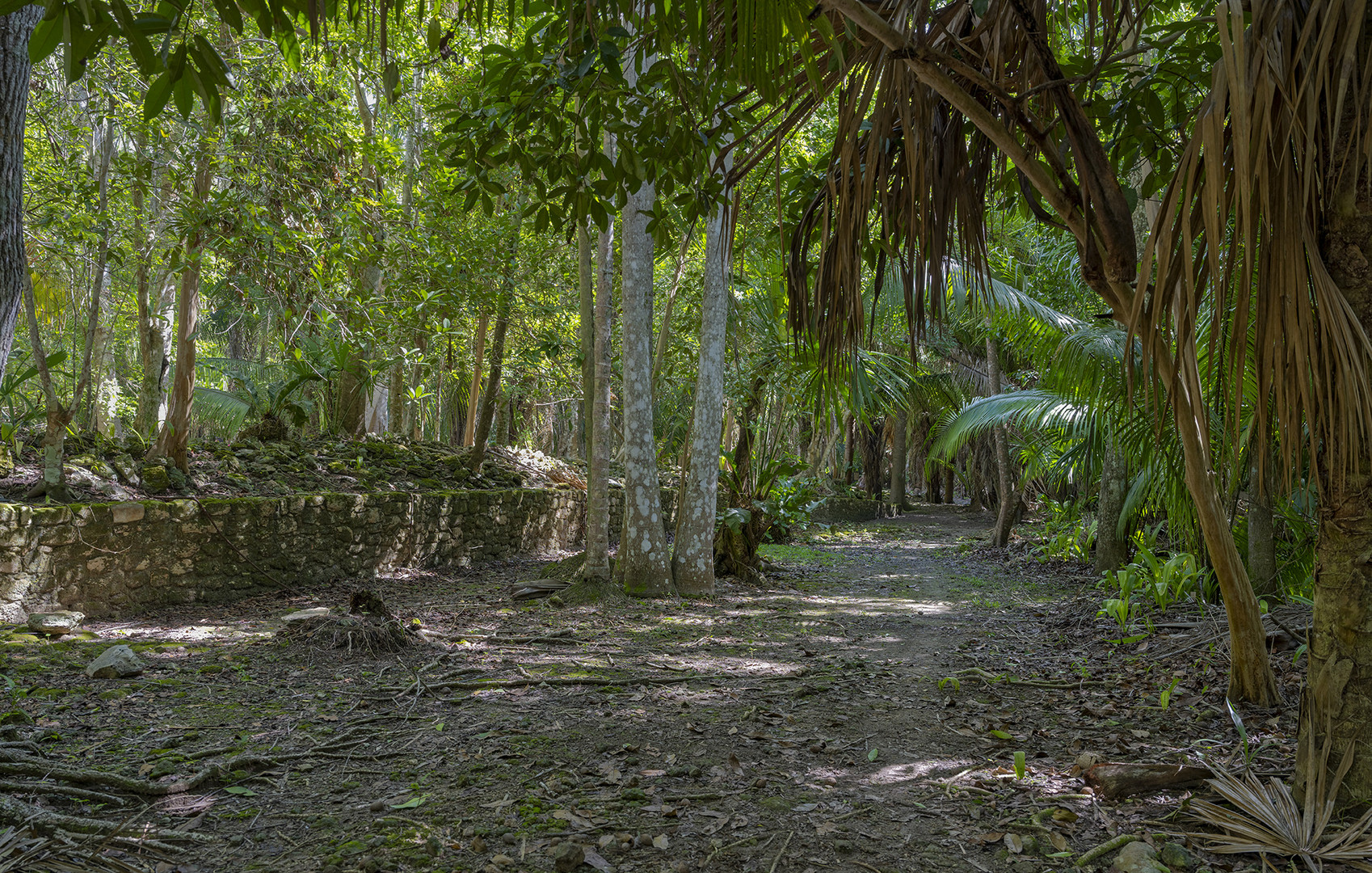 1759UZ  Weg im Dschungel zur Maya Kultur Chacchoben Mexico