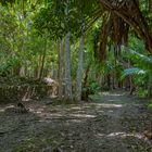 1759UZ  Weg im Dschungel zur Maya Kultur Chacchoben Mexico