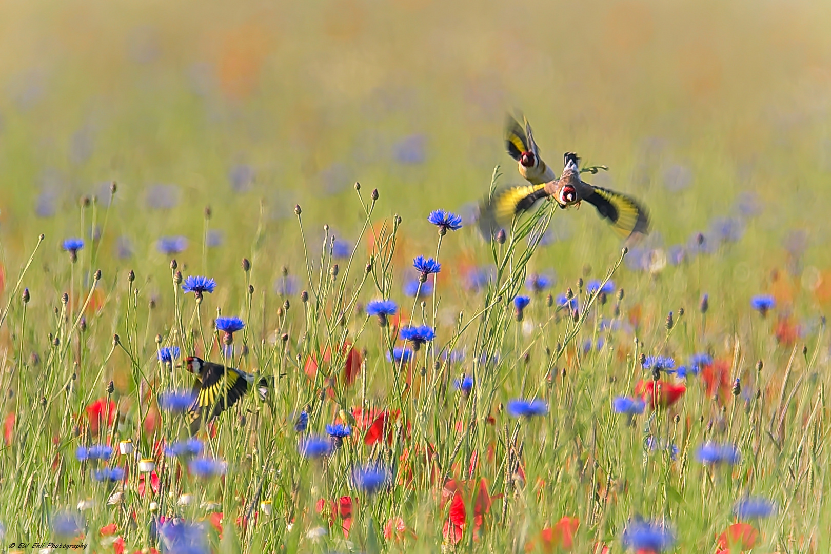 176  Flugshow im.....