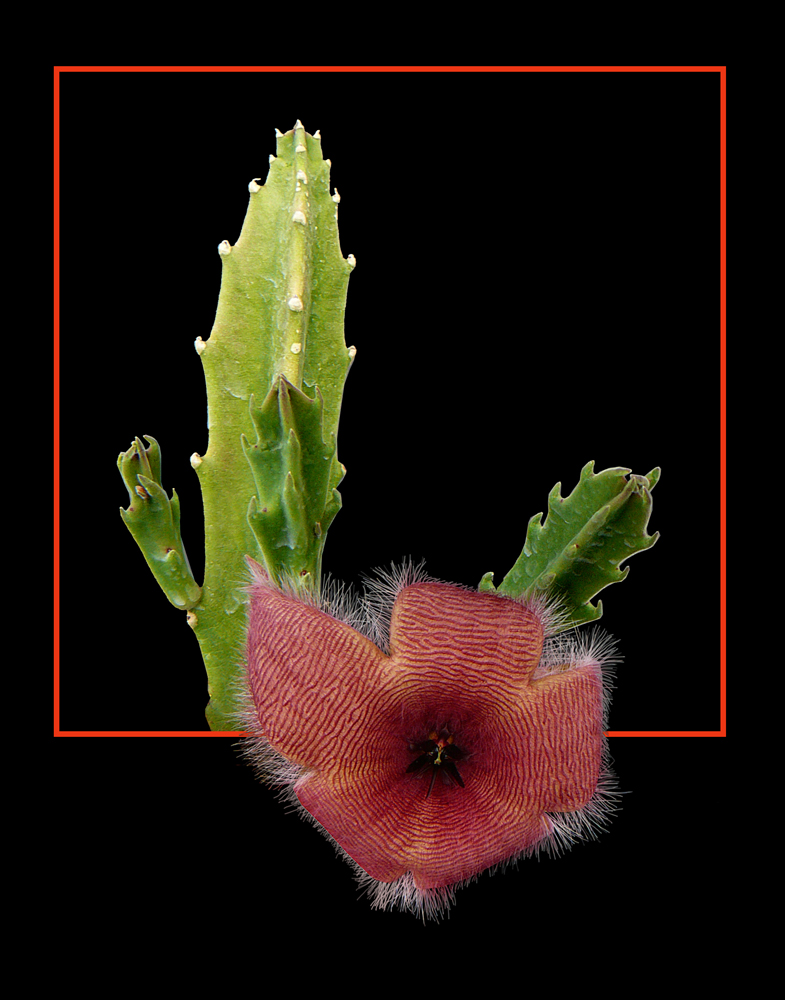 176 STAPELIA