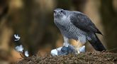 The Living Forest (798) : Northern Goshawk by Mark Billiau.