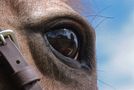 Horses Eye View by Dave Butcher 