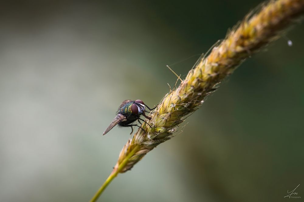 178. Fliege nach 18 Jahren :-)