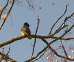  Bulbul à lunettes blanc ou jaune-Bulbul (Pycnonotus xanthopygos ventilé)  de Rose10