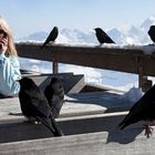 1795F Vögel am Nebelhorn 