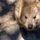 Quokka