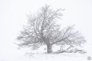 Winter in der Rhön  von Uschi Baier Fotografie