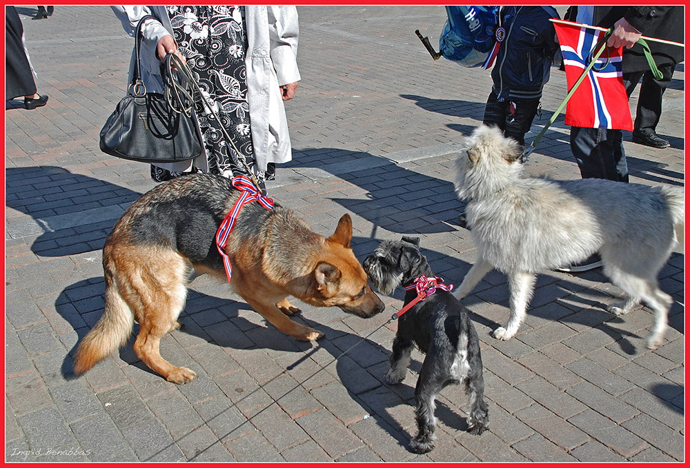 17.Mai in Tromsø (3)