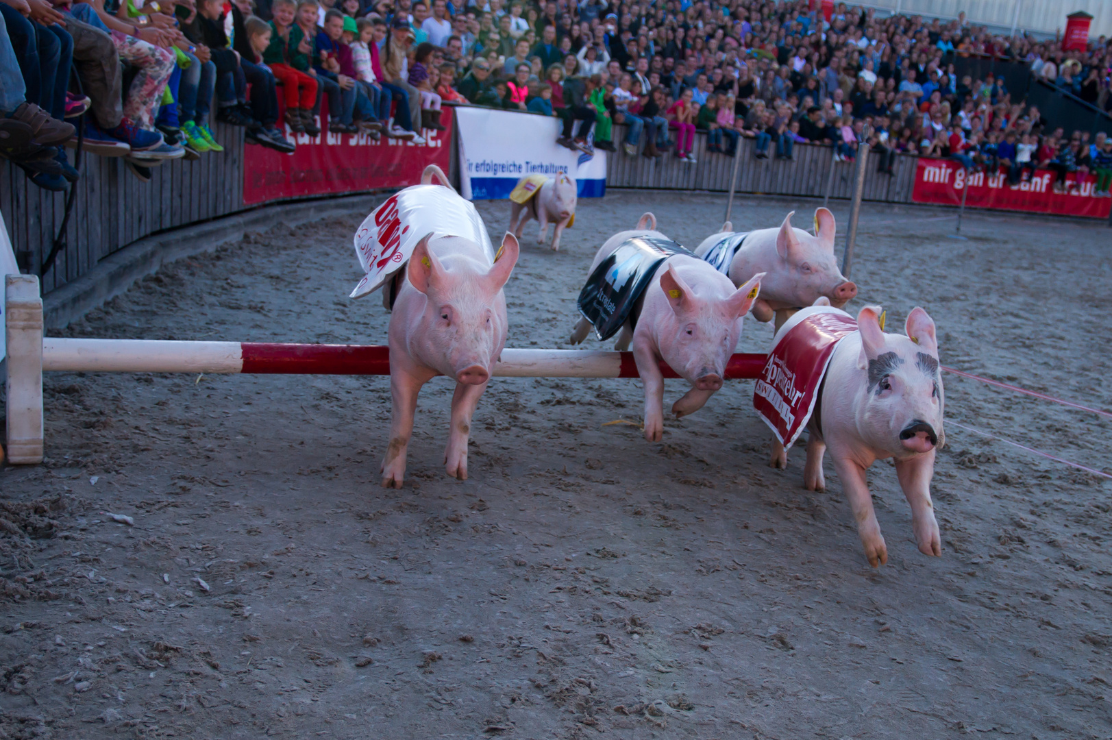 17.Schweinerennen ( OLMA )