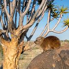 17_Serie Klippschliefer im Köcherbaumwald/Namibia