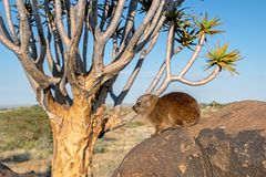 17_Serie Klippschliefer im Köcherbaumwald/Namibia