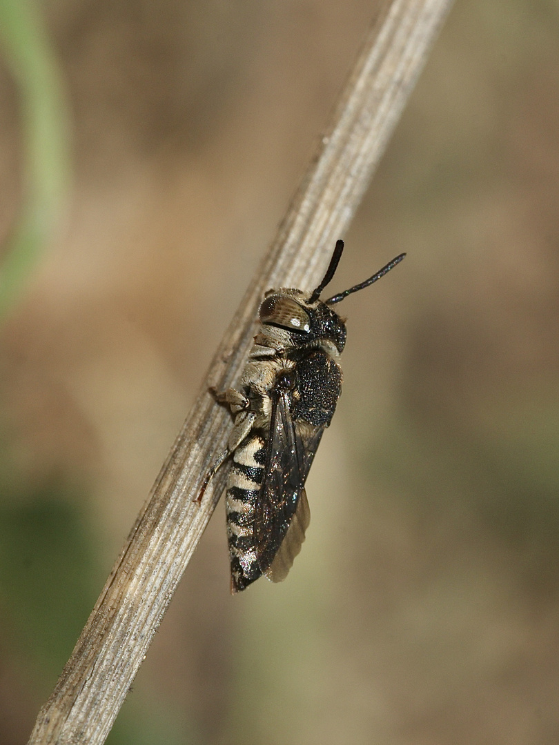 (18) Alte Bekannte: Megachile pilidens und Coelioxys afra