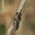 (18) Alte Bekannte: Megachile pilidens und Coelioxys afra