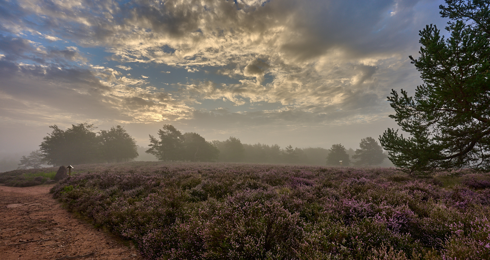 18. August um 7 Uhr 15 auf der Mehlinger Heide, nur eine brauchbare Aufnahme konnte...