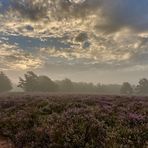 18. August um 7 Uhr 15 auf der Mehlinger Heide, nur eine brauchbare Aufnahme konnte...