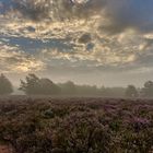 18. August um 7 Uhr 15 auf der Mehlinger Heide, nur eine brauchbare Aufnahme konnte...