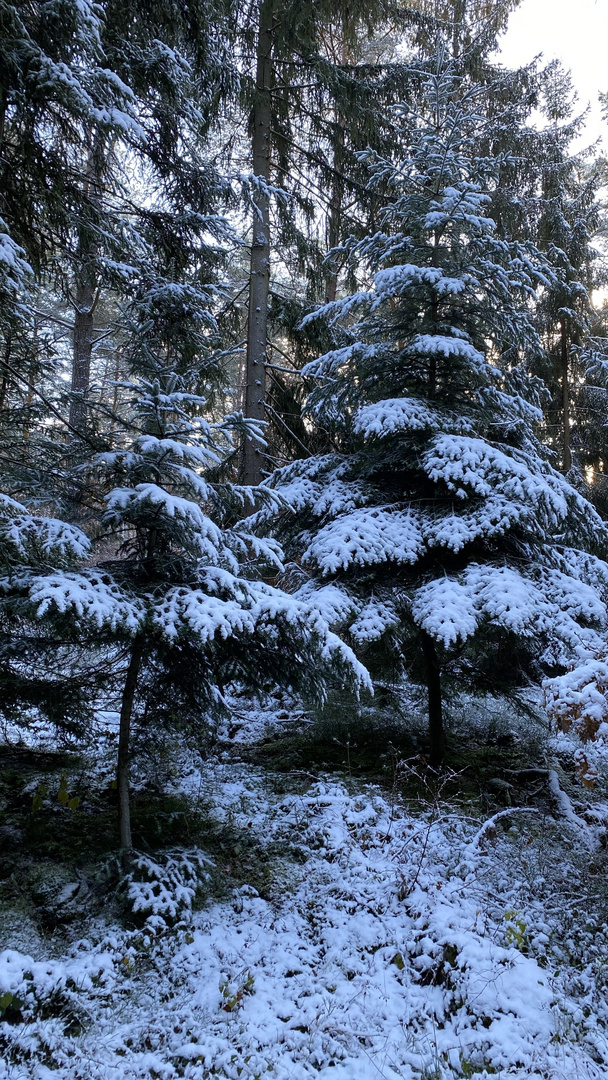 (18) Der erste richtige Schnee diesen Winter - ein wunderschöner Sonntagmorgen-Spaziergang