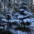 (18) Der erste richtige Schnee diesen Winter - ein wunderschöner Sonntagmorgen-Spaziergang