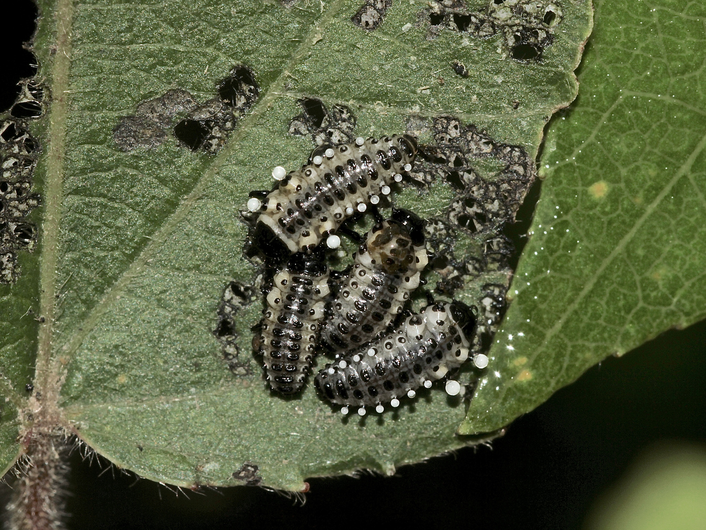 (18) DER GROSSE PAPPELBLATTKÄFER (CHRYSOMELA POPULI)