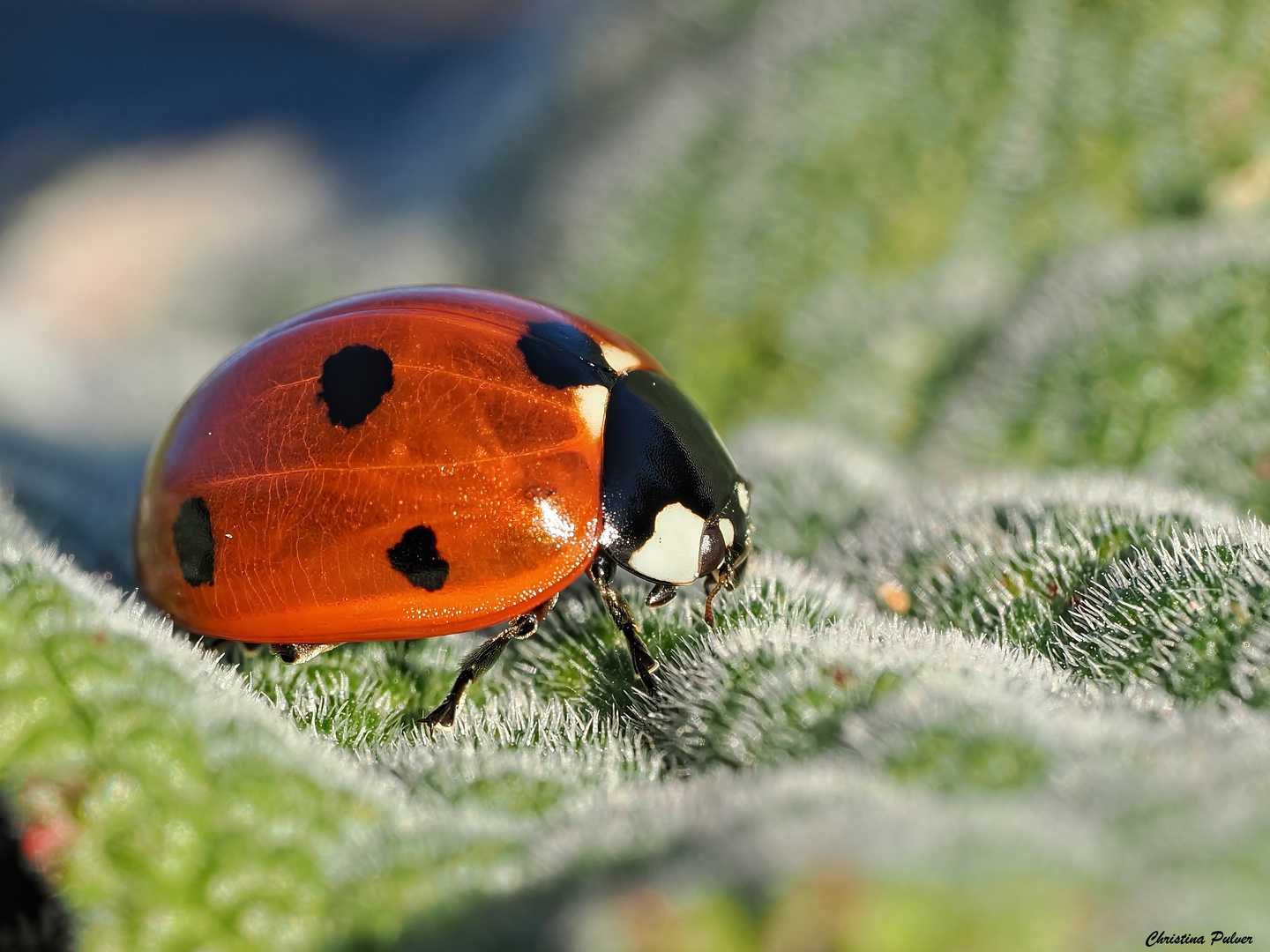 18. Dezember den Glückskäfer gesehen