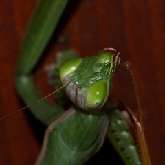 (18) Die Gemeine oder Europäische GOTTESANBETERIN (Mantis religiosa)