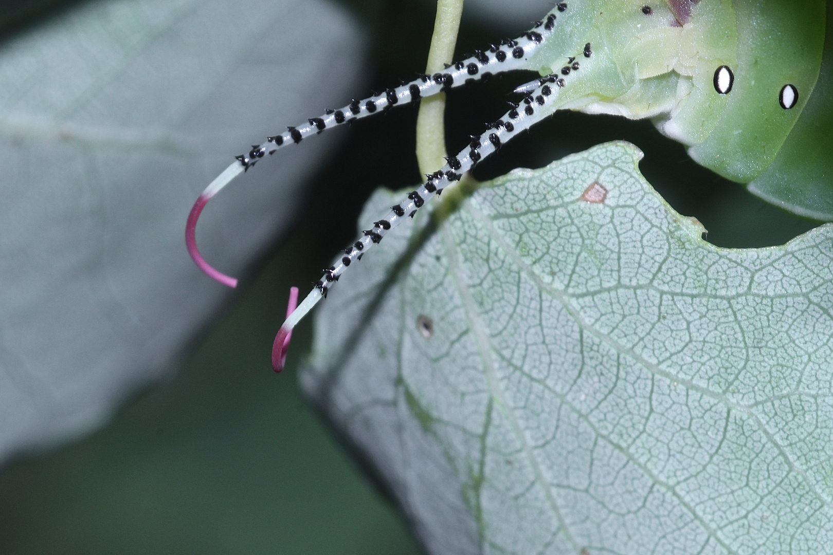 (18) Die Raupe des Großen Gabelschwanzes (Cerura vinula) - die "Gabel" der Raupe