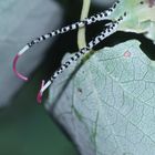 (18) Die Raupe des Großen Gabelschwanzes (Cerura vinula) - die "Gabel" der Raupe