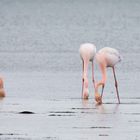 18 Flamants roses en bordure de plage