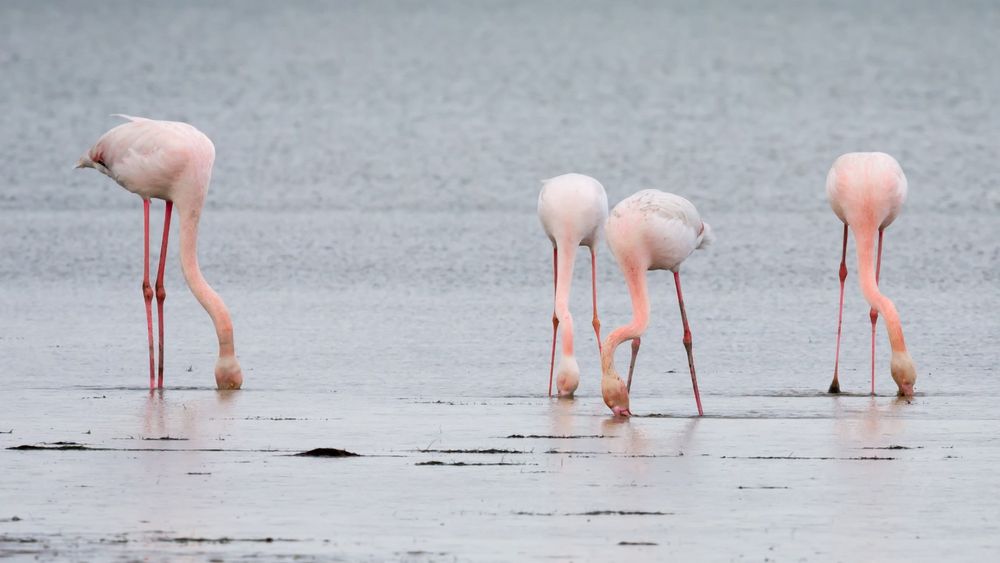 18 Flamants roses en bordure de plage