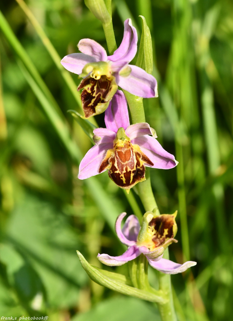  18. Juni 2023 - Bienen - Rackwurz 