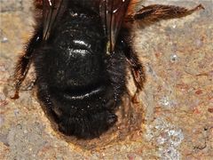 (18) Mittwochsüberraschung - Rätselauflösung: MAUERBIENE (Osmia cornuta)