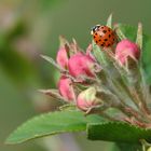 18-Punkt Marienkäfer (Harmonia axyridis)