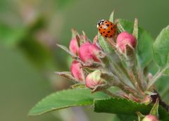 18-Punkt Marienkäfer (Harmonia axyridis)