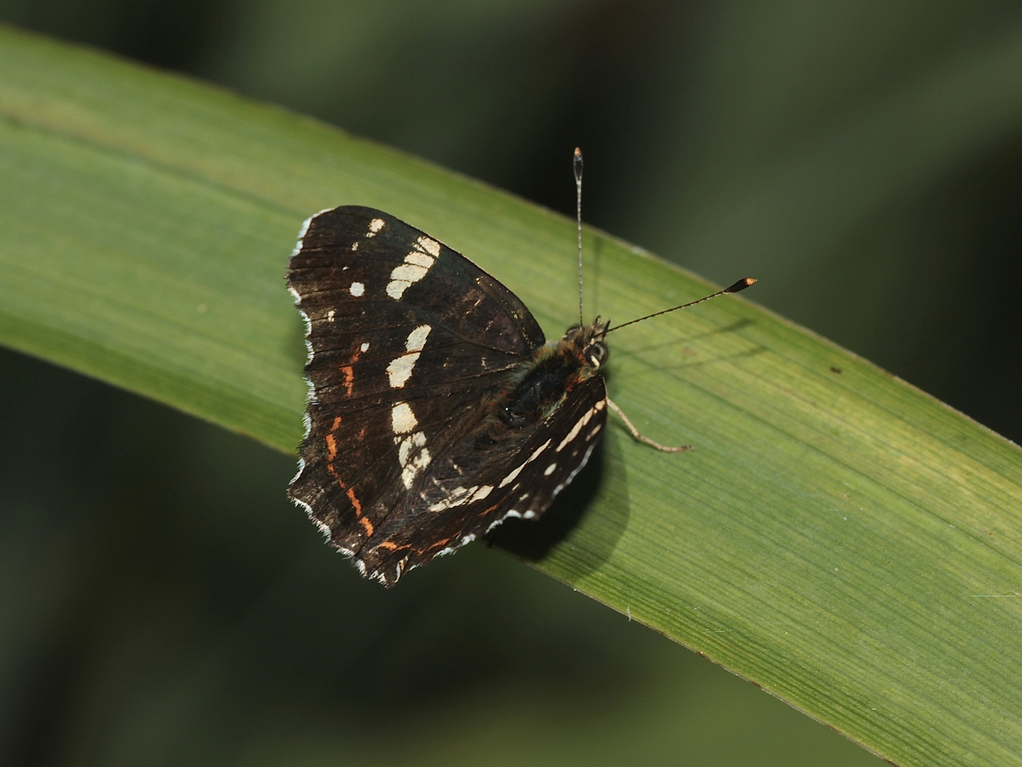 (18) Unterschiedliche Färbungen der Sommerform des Landkärtchens (Araschnia levana f. prorsa)