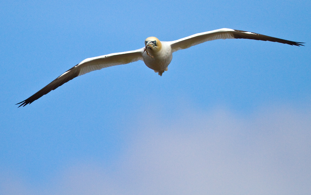 180 cm Spannweite im Anflug