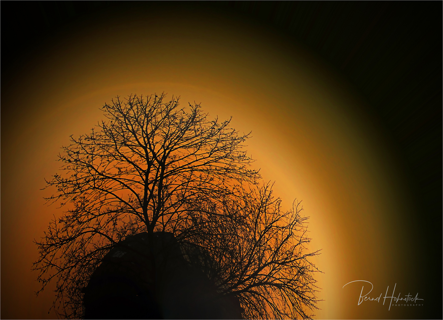 180 Grad. Foto & Bild sonnenuntergang, bäume, winter Bilder auf