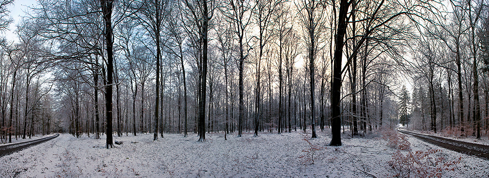 180 Grad im Arnsberger Wald