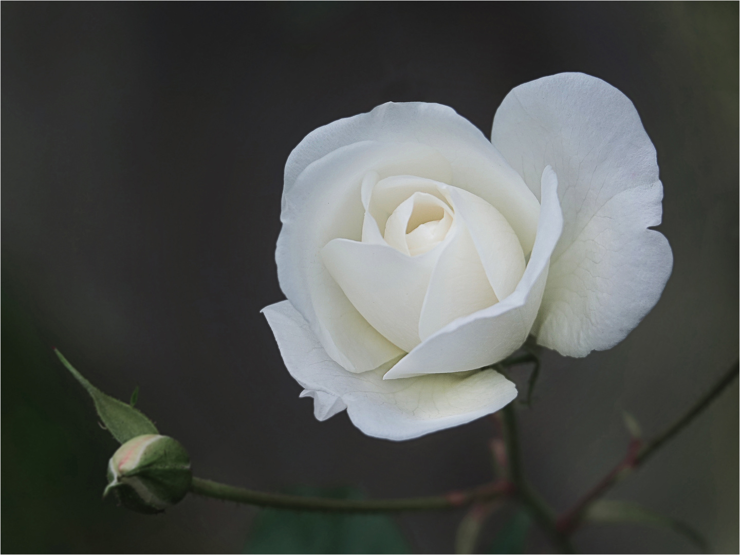 1803 ... white rose ... 