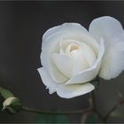 1803 ... white rose ... 