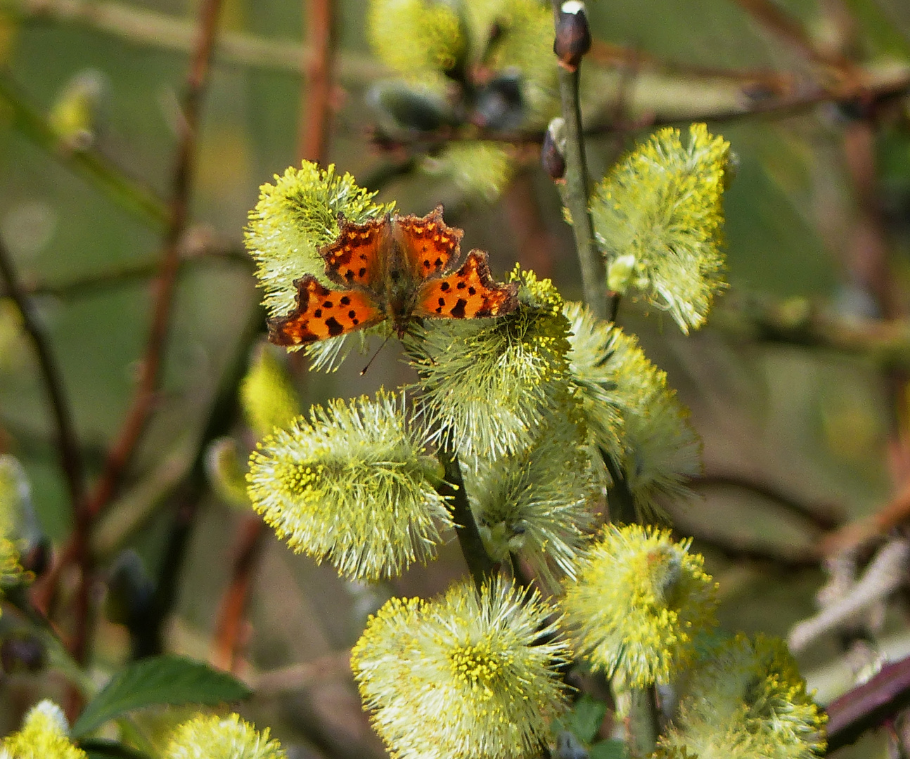  18.03.23     der erste Schmetterling  