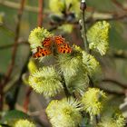  18.03.23     der erste Schmetterling  