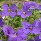 18.03.24 ## Frühblüher -  Aubrieta - Violen  ##