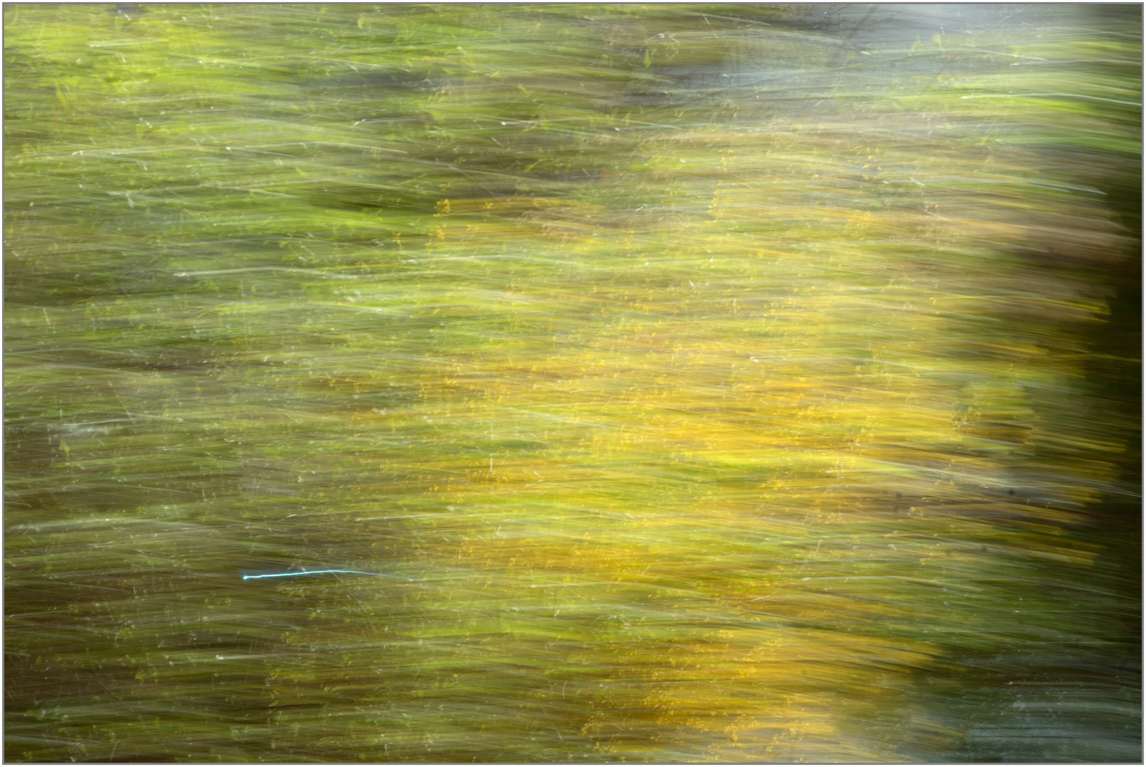 18.03.24 ## Frühblüher - Forsythien -  ICM-Fotografie ##