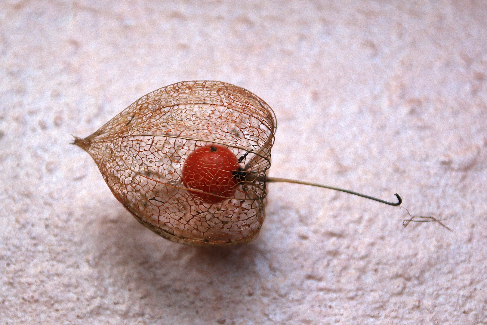 18038 Fund aus meinem Garten