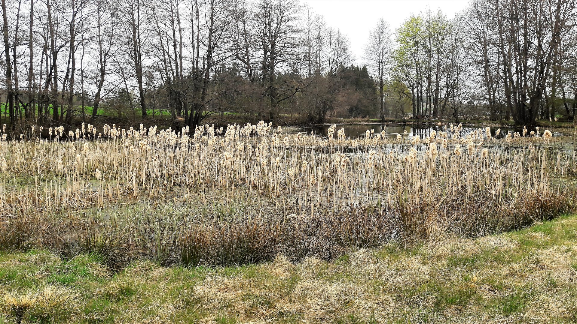 18.04.2020 In Volle Blüte im Lernschwimmteich