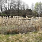 18.04.2020 In Volle Blüte im Lernschwimmteich