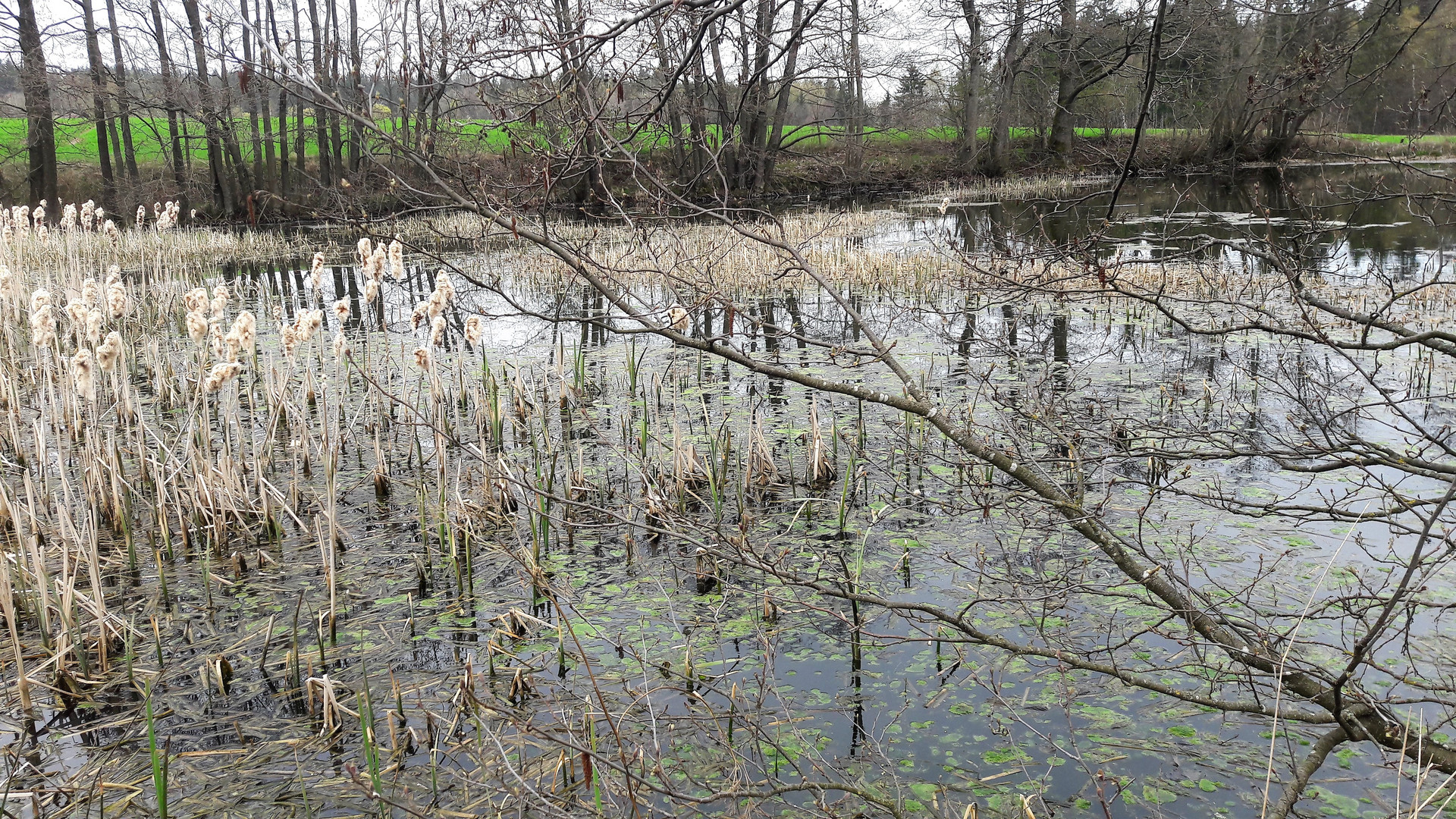 18.04.2020 Spiegeltag : Spiegelunterbrechungen auf dem Lernschwimmteich